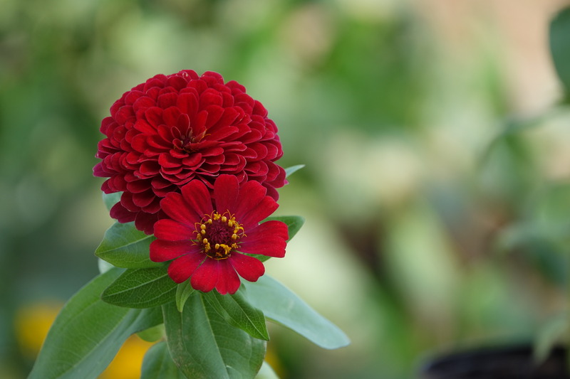 zinnia flower in full bloom